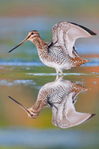 Bekassine, Gallinago gallinago, adult spreading its wing, Campania, Italy Bekassine, Gallinago gallinago, adult spreading its wing, Campania, Italy